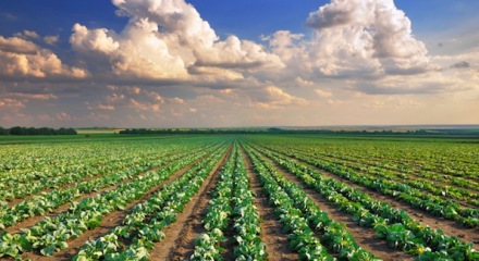 mp studio predosa terreno agricolo vendita